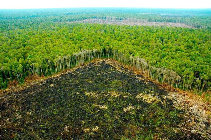 selva amazona quemada