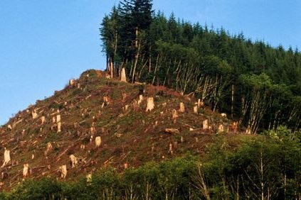 Papua New Guinea deforestation