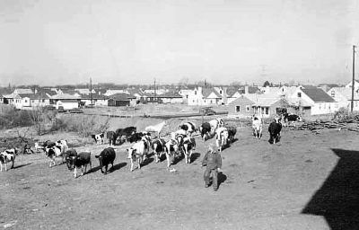 View of housing development near John Tierney farm, Sixty Second Street and Penn Avenue South, Richfield, Minnesota